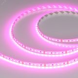 Лента RT-A120-8мм 24V Magenta (9.6 W/m, IP20, 2835, 5м) (-) 043381 Arlight